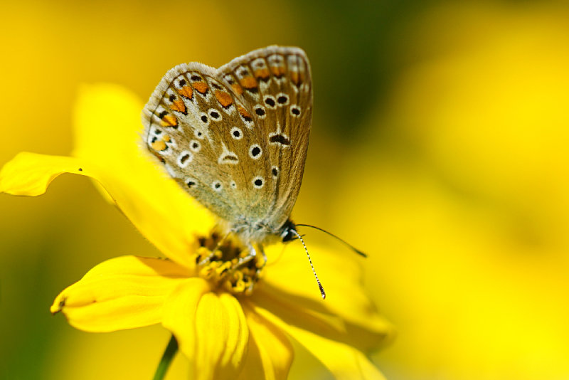 Brown Argus