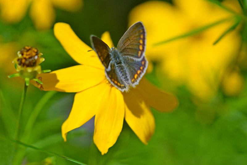 Brown Argus