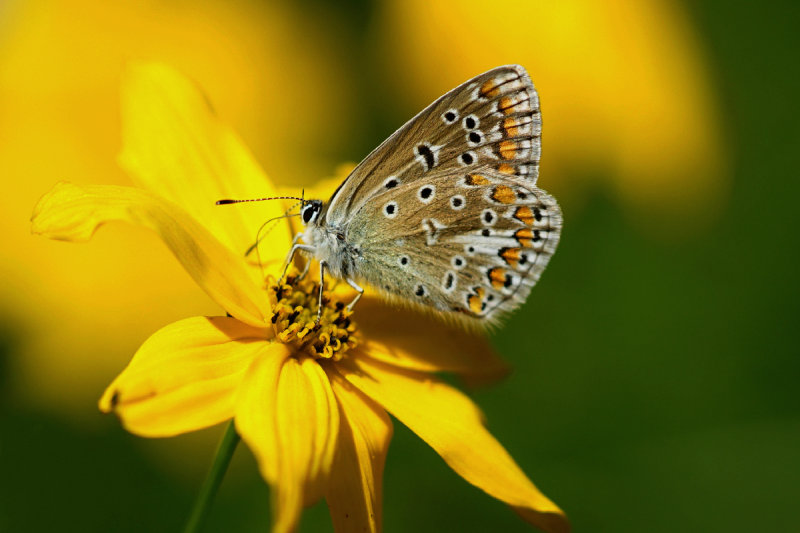 Brown Argus