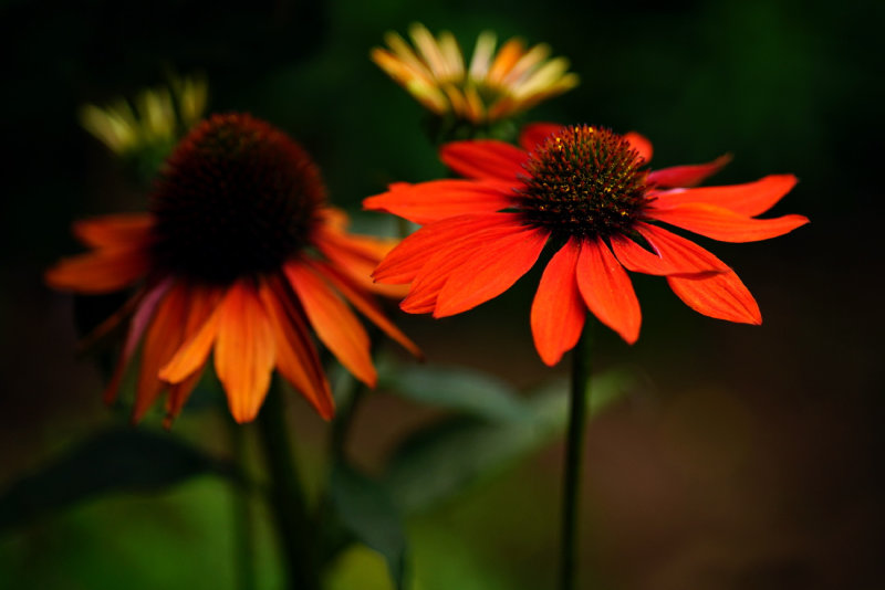 Coneflower 