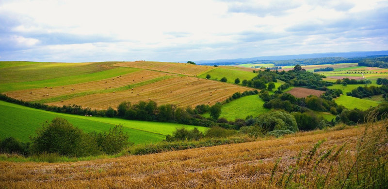 End of Summer Fields