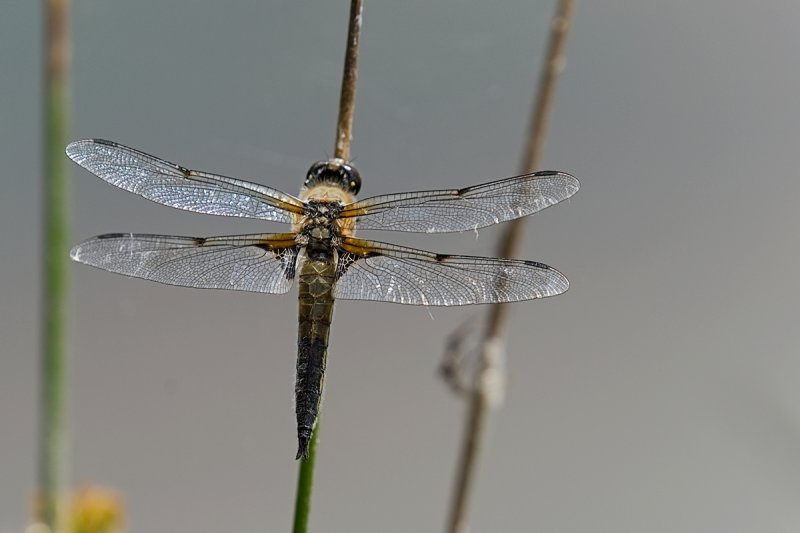 Four Spotted Chaser   