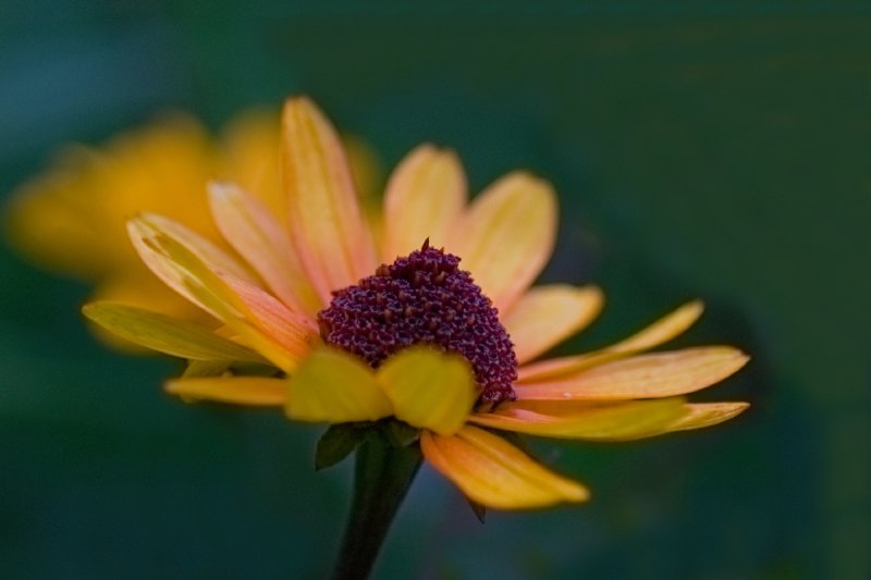 Floral UFO