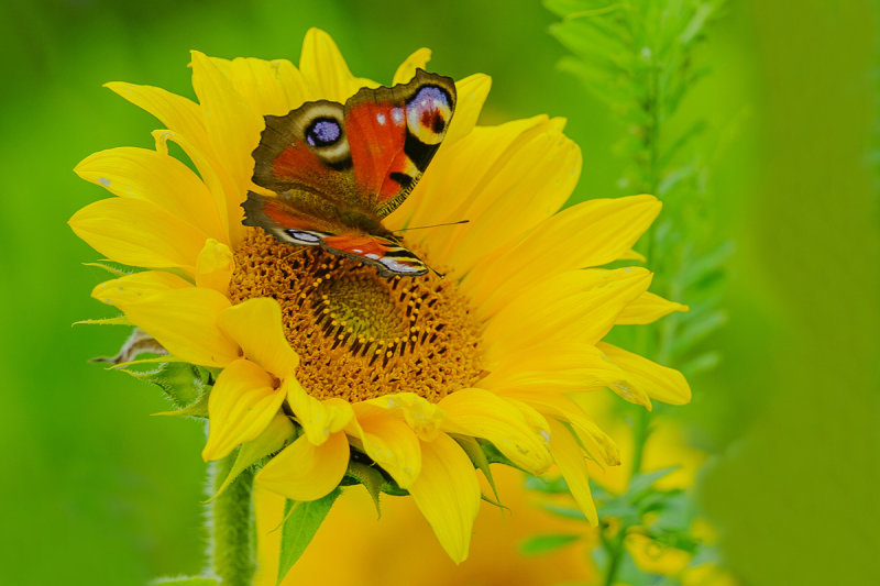 Peacock on a late Sunflower