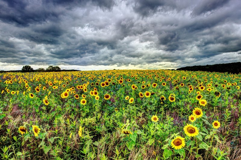 Crazy Sky over the Sunflower Field