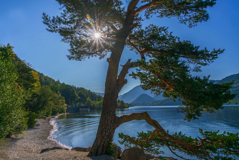 The Old Pine by the Lake 