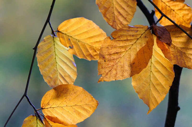 Leaves of the Beech Tree