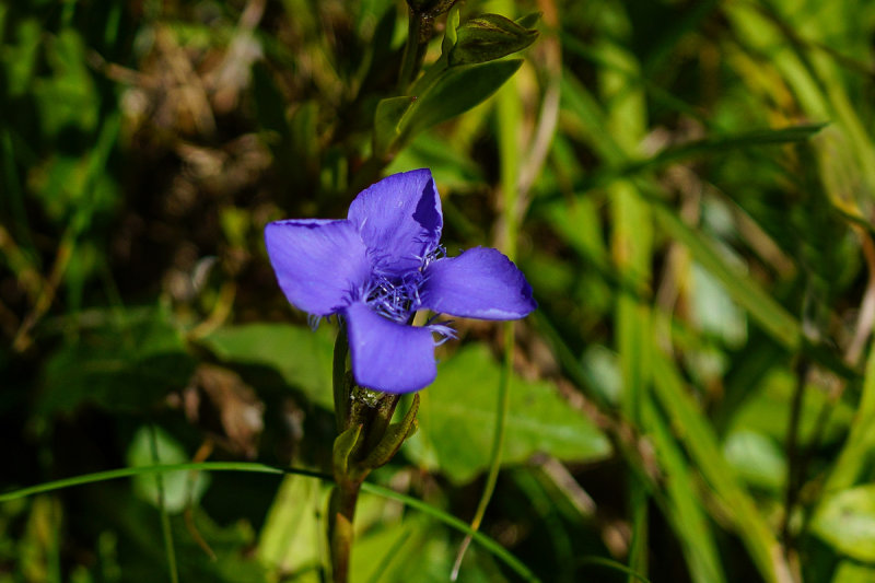 Fringed Gentian