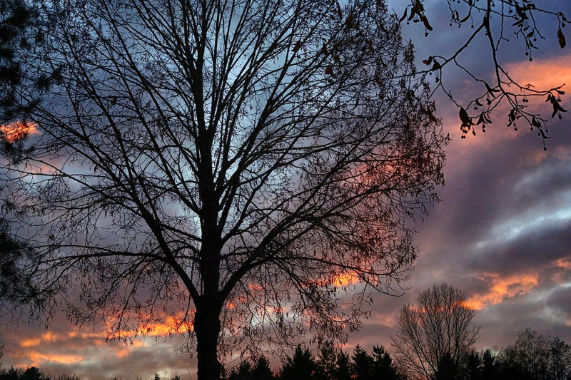 Winter Trees