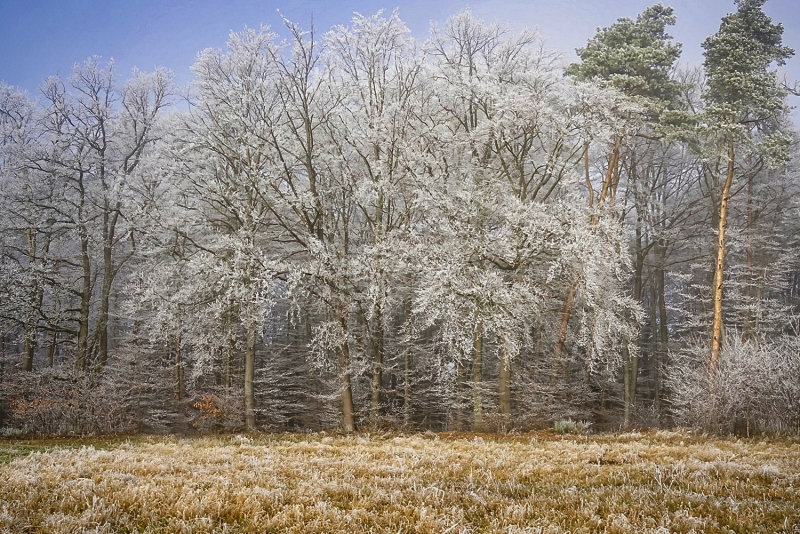 Frosted Trees