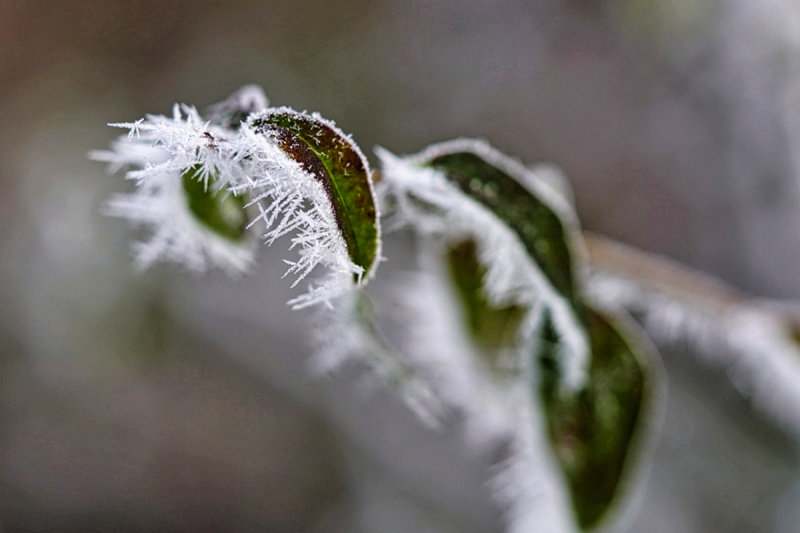 Frosted Leaf 