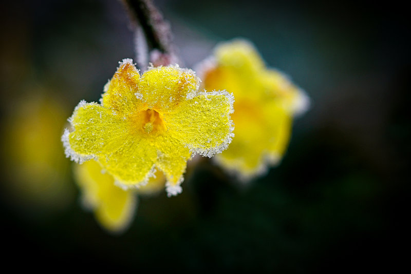 Winter Jasmine