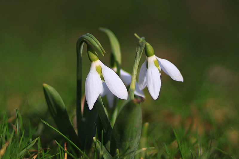 Snowdrops