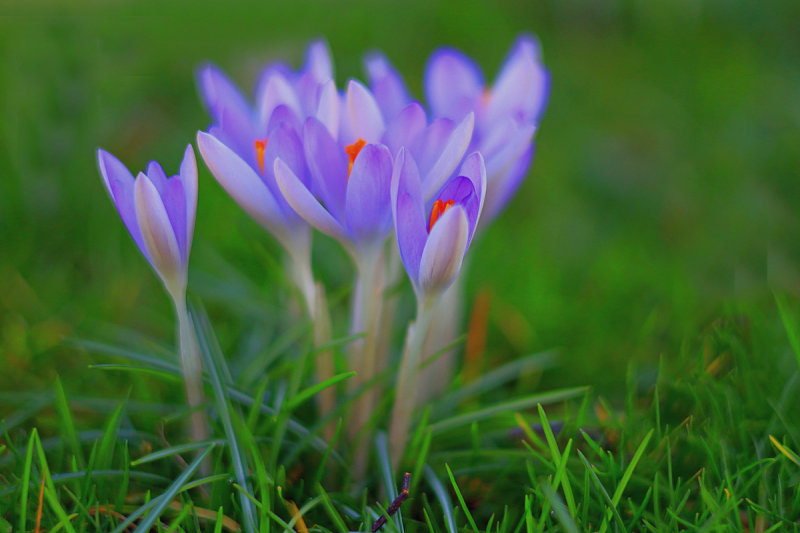 Crocus 