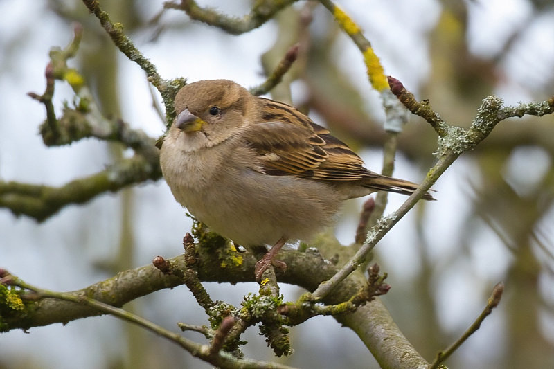 House Sparrow  in the Apple Tree