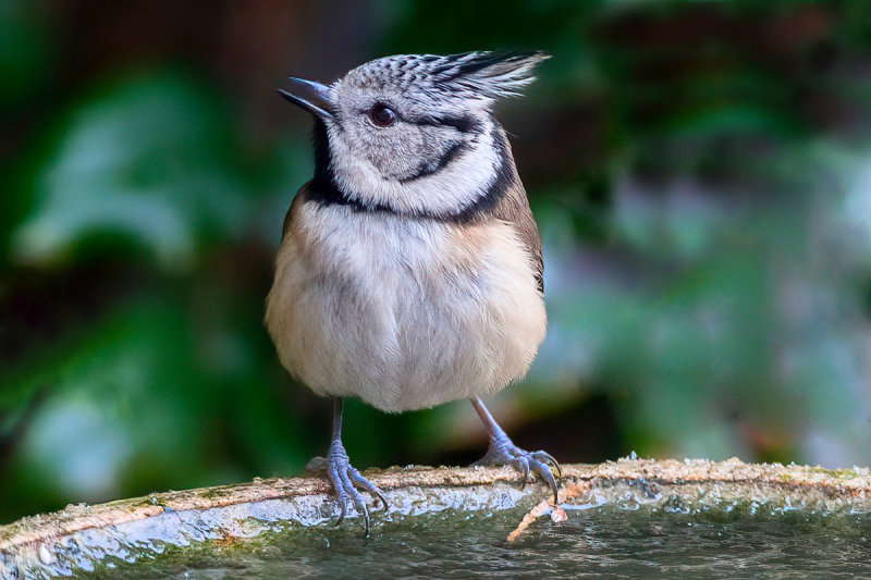 European Crested Tit