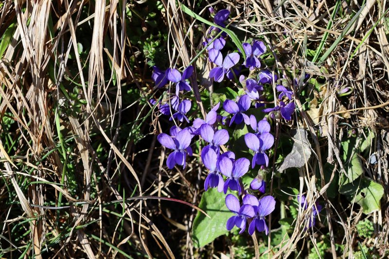 Sweet Violets in the Mountains