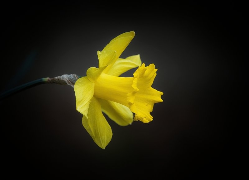 Daffodil 