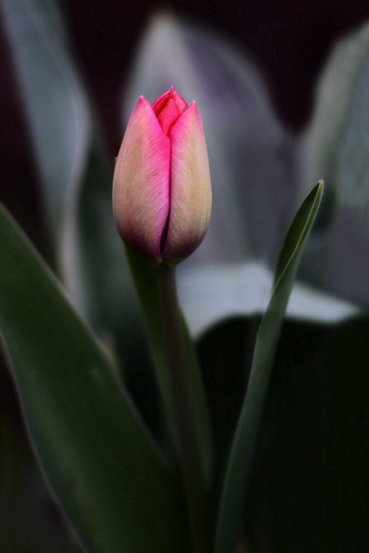 First Tulip in our Backyard