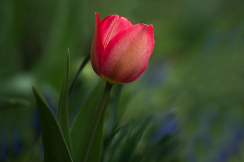 First Tulip in the Backyard