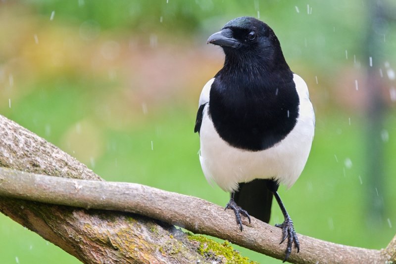 Magpie  in the snow pb.jpg