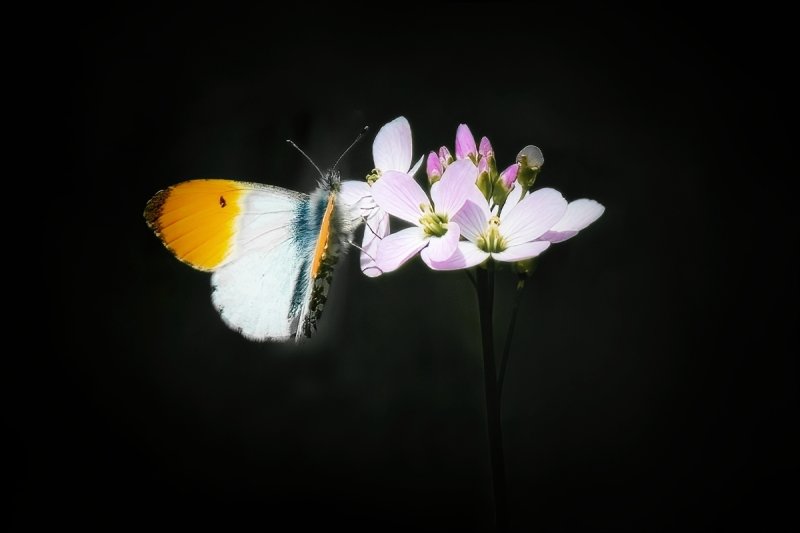 Orange Tip male  22 -1backlit 