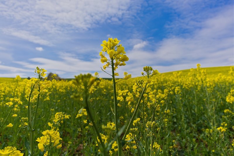 Canola Blooming