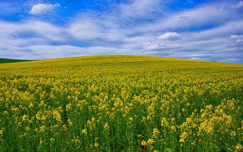 Canola Hill in Bloom
