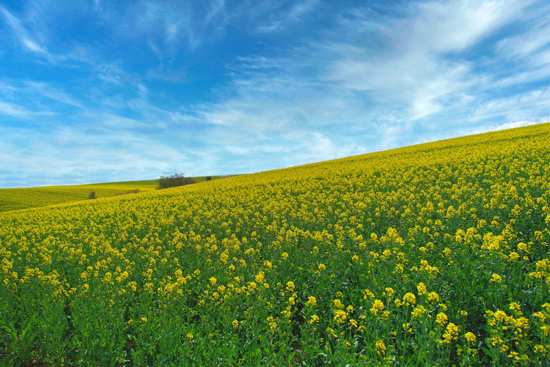 Canola Hill in Bloom