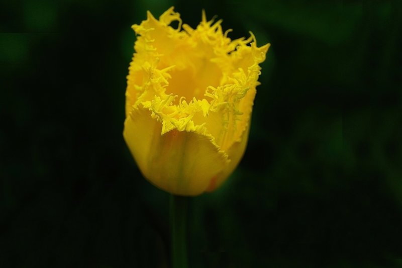 Frilly Yellow