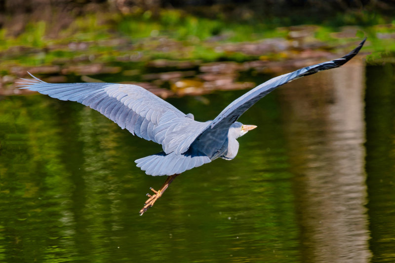 Grey Heron flying across the pond 