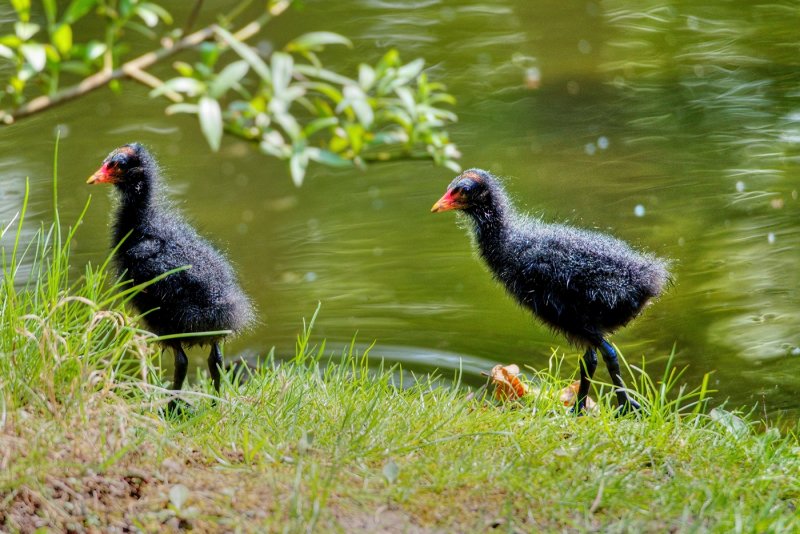 Coot Babies at the Pond