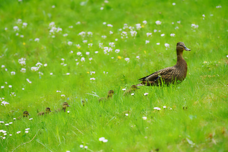 Mallard Family Outing