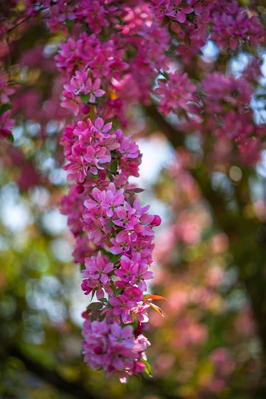 Crabapple Blossoms