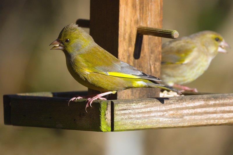 Greenfinches 