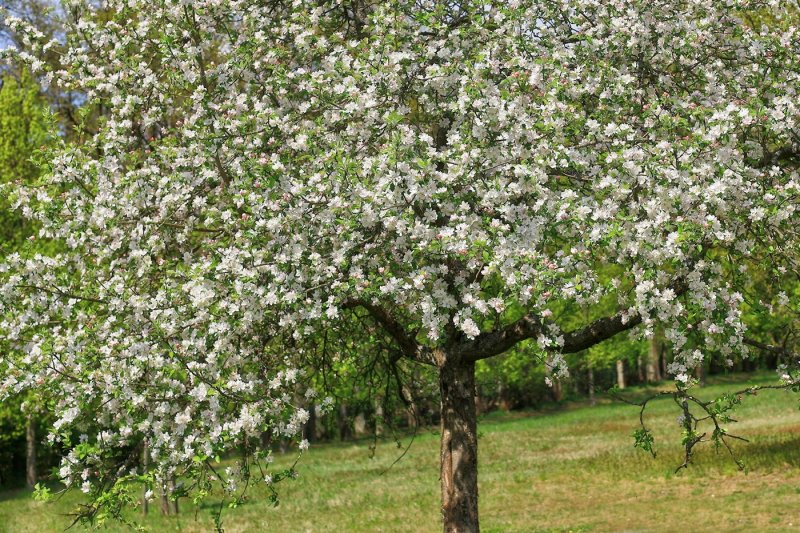 Blossom Laden Fruit Tree