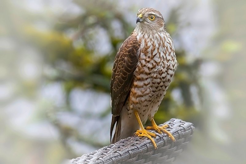 Eurasian Sparrowhawk 