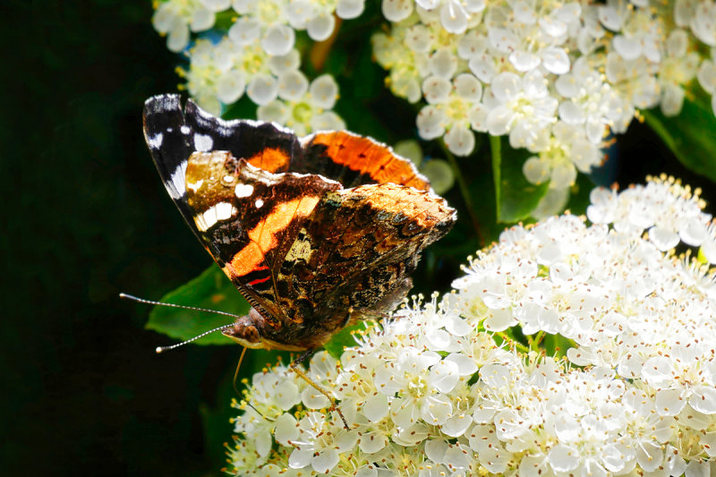 Red Admiral - closed Wings