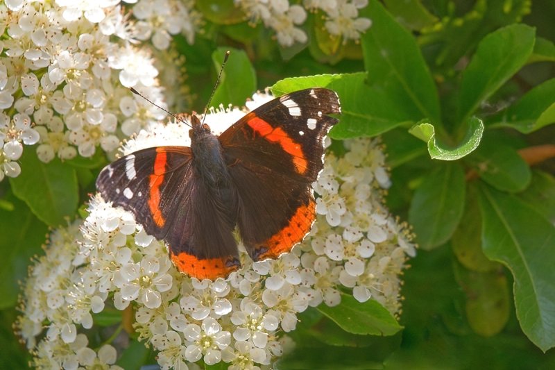 Red Admiral 