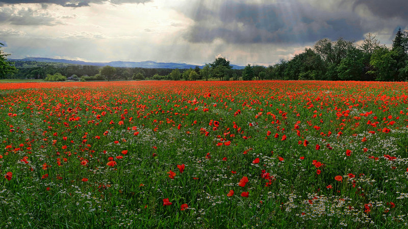 Poppy Field 