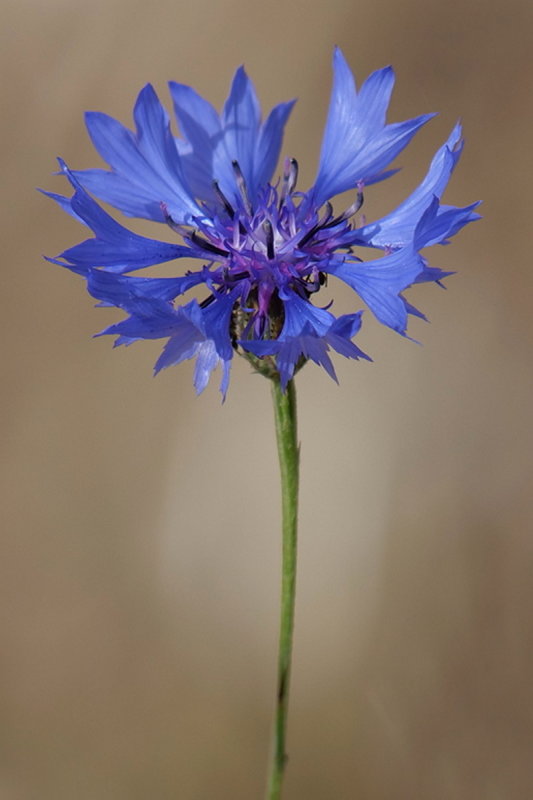 Corn Flower 