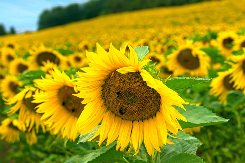 Sunflower Field