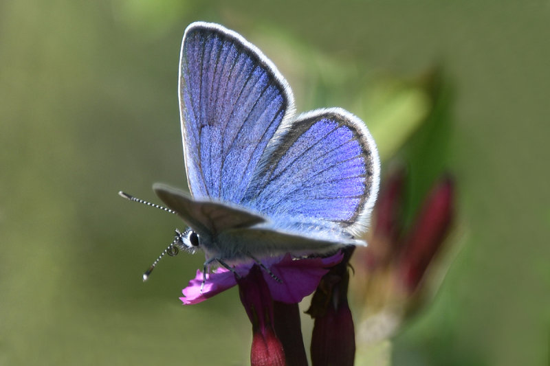 Common Blue