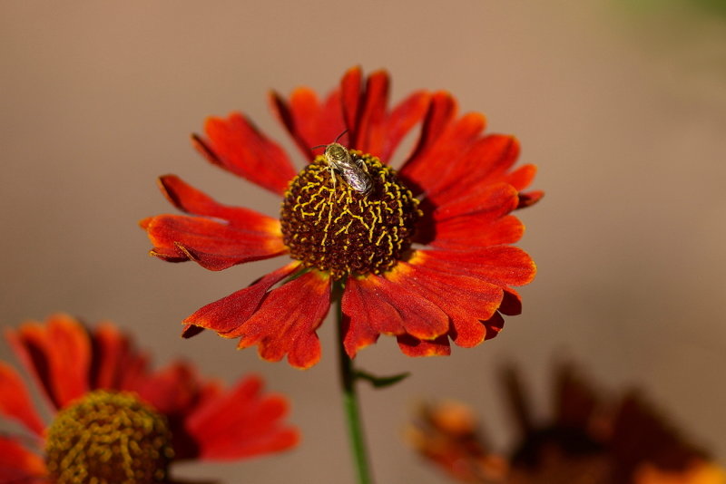 Sneezeweed with Bee