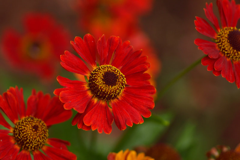 Sneezeweed