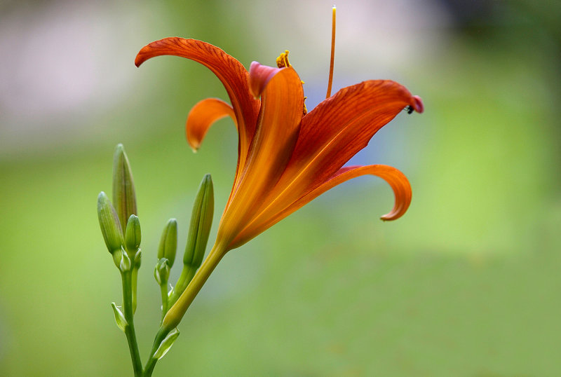 Day Lily 