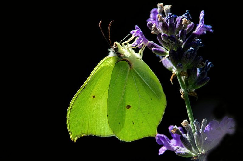 Brimstone (Male) on Lavender