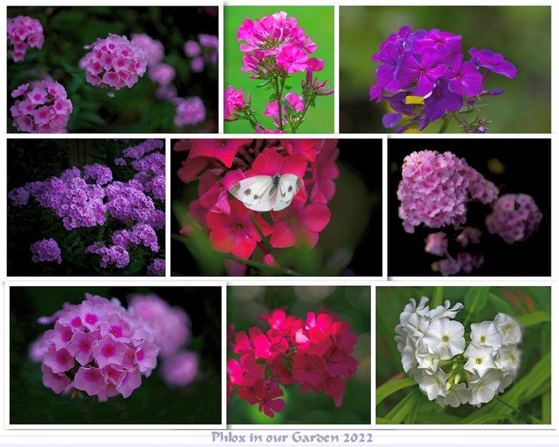 Phlox 