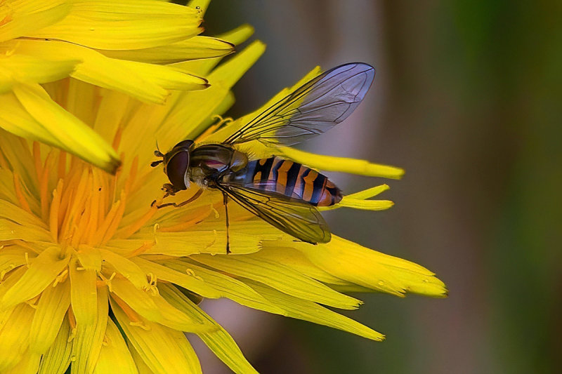 Hover Fly on Dandy 