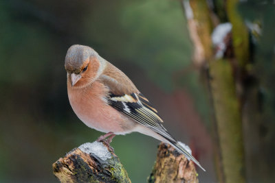 Chaffinch